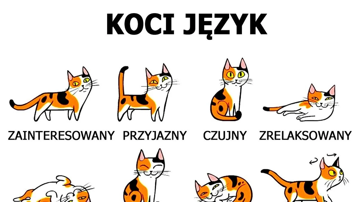 jaknaprawdedzia-extra-1.webp Jak naprawdę działa kocia hierarchia? 7 zaskakujących faktów, które zmienią Twój widok na pupila - image 1