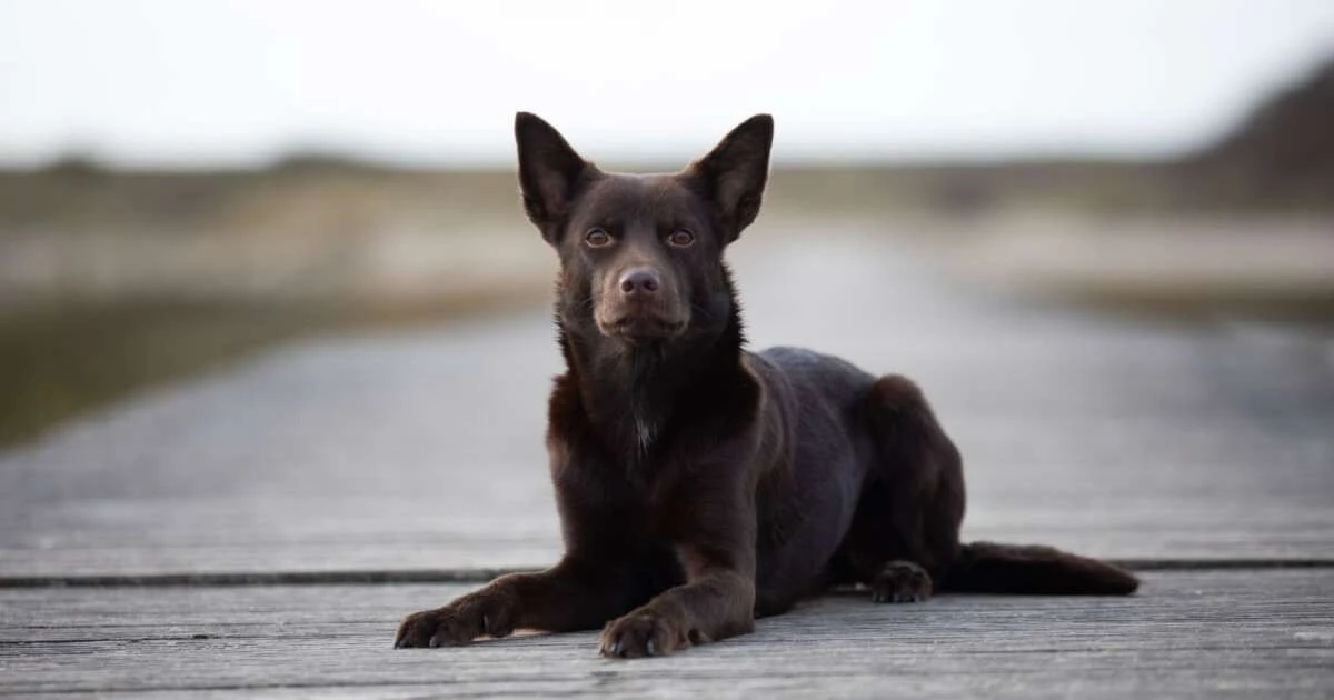 Australijski Kelpie: czy ten pies pasterski podbije serca Polaków?