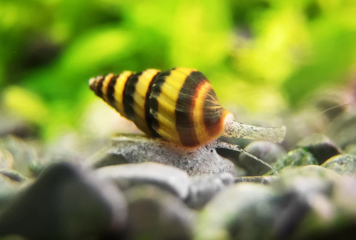 Zanim pożrą Ci siewki: 3 sposoby na ślimaki w marcu, o których nie mówiła babcia - image 1