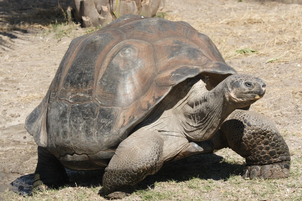 jaknasaratujezo-extra-1.webp Jak NASA ratuje żółwie giganty na Galapagos dzięki technologii kosmicznej - image 1