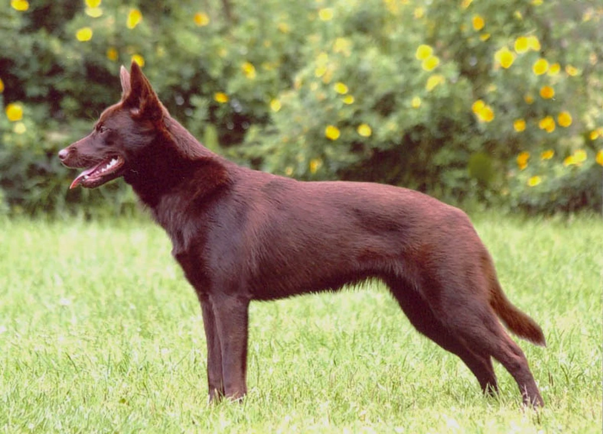 Australijski Kelpie: czy ten pies pasterski podbije serca Polaków? - image 1