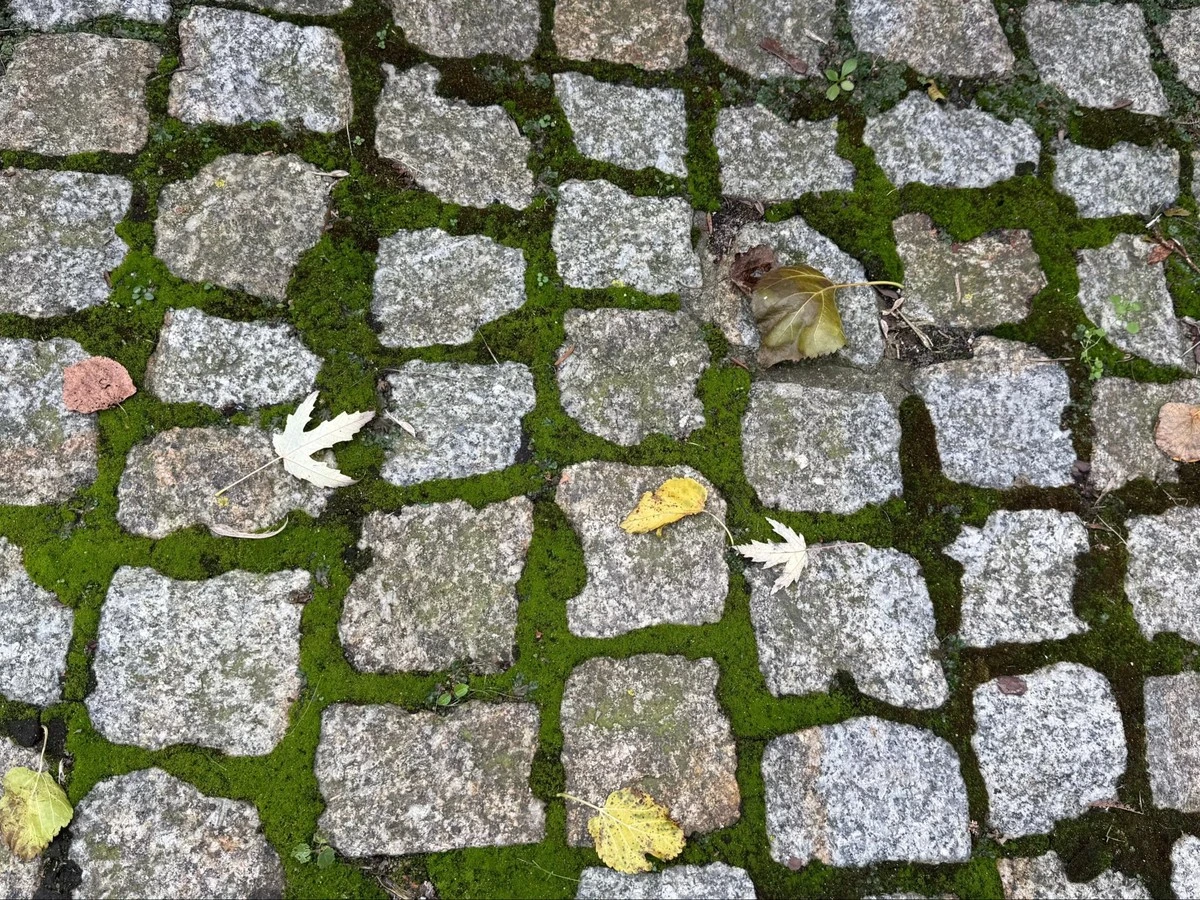 Dziwisz się, że mech wraca na ścieżki? Klucz jest w tym, co robisz... zimą
