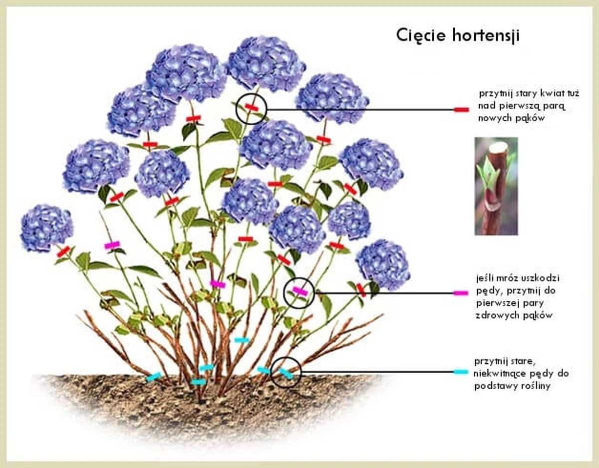 Kiedy ciąć hortensje? Ten sekretny termin zdradzą tylko doświadczeni ogrodnicy - image 1
