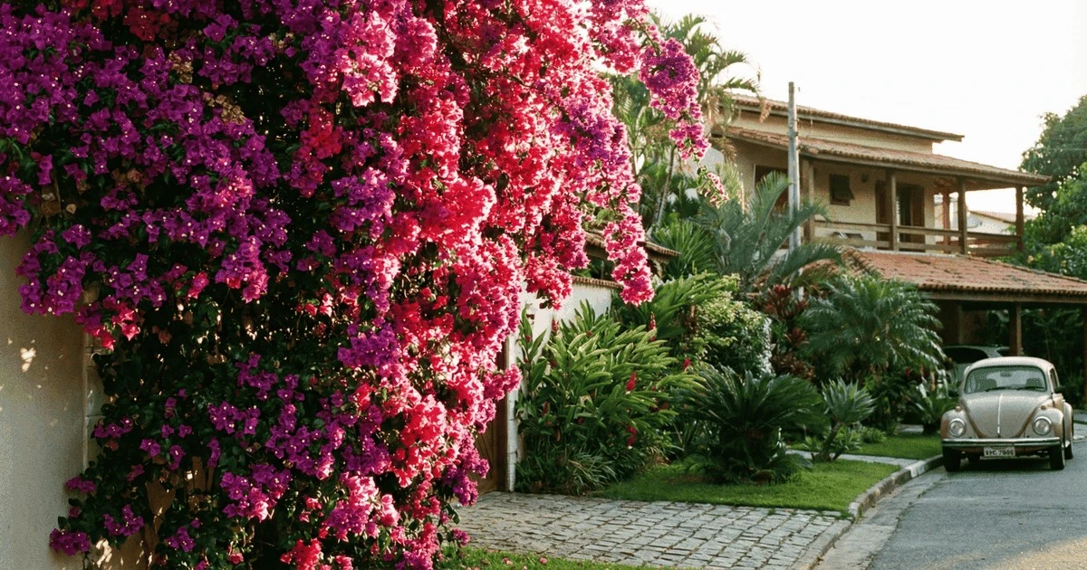 Bougainvillea: jak zamienić nudną ścianę w kwitnący raj za grosze