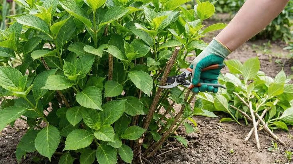 Dlaczego Twoje hortensje nie kwitną? Błąd w przycinaniu, który kosztuje Cię całe lato kwiatów