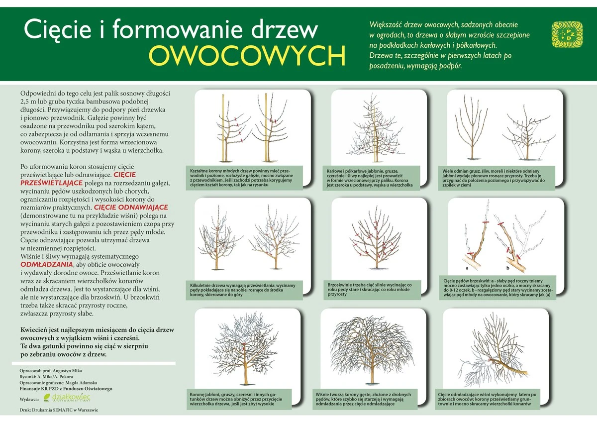 przytnijdrzewaw-extra-1.webp Przytnij drzewa w lutym albo zapomnij o owocach. Ten błąd popełnia większość ogrodników - image 1