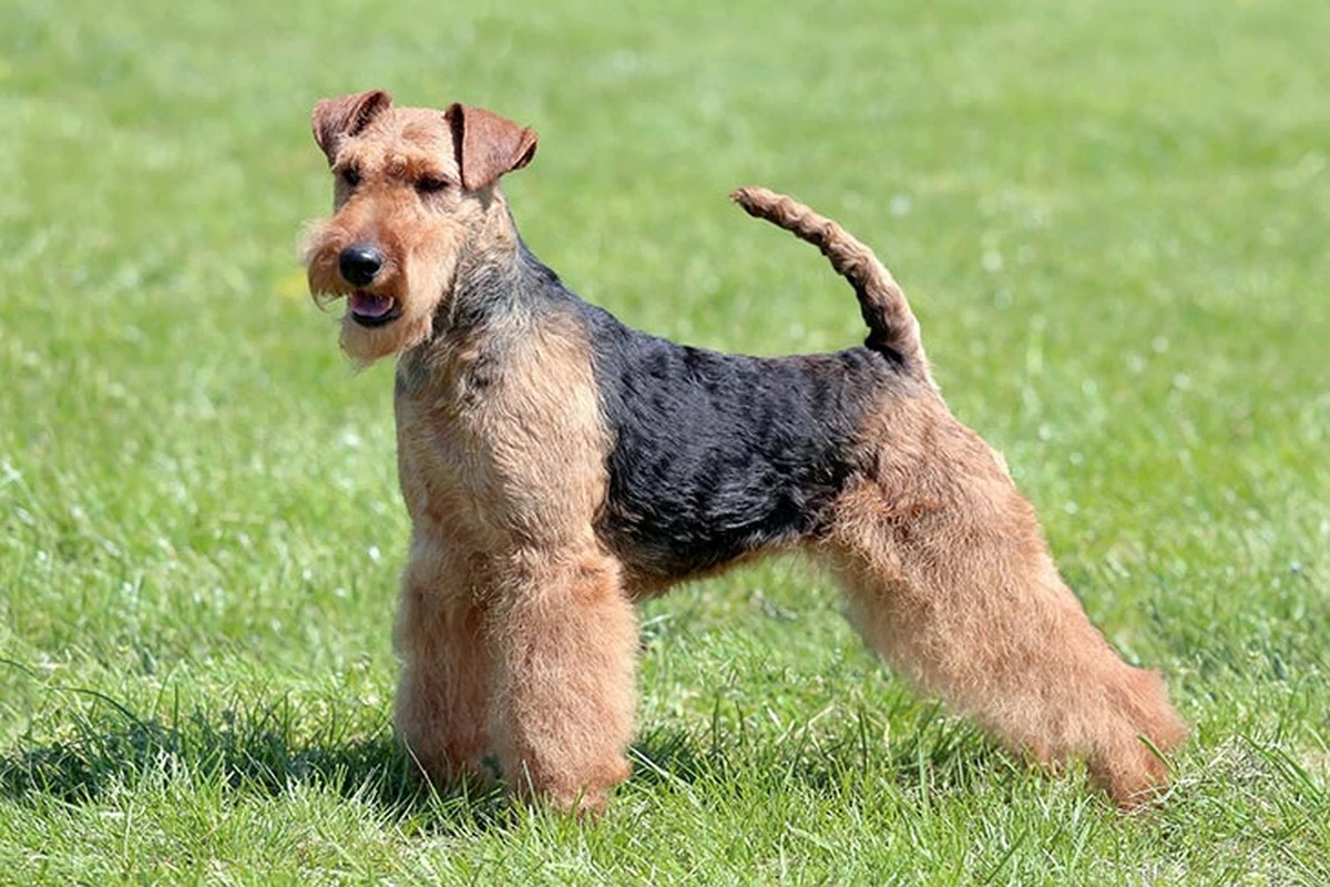 Welsh terrier: poznaj cechy tej niezwykłej rasy psów - image 1