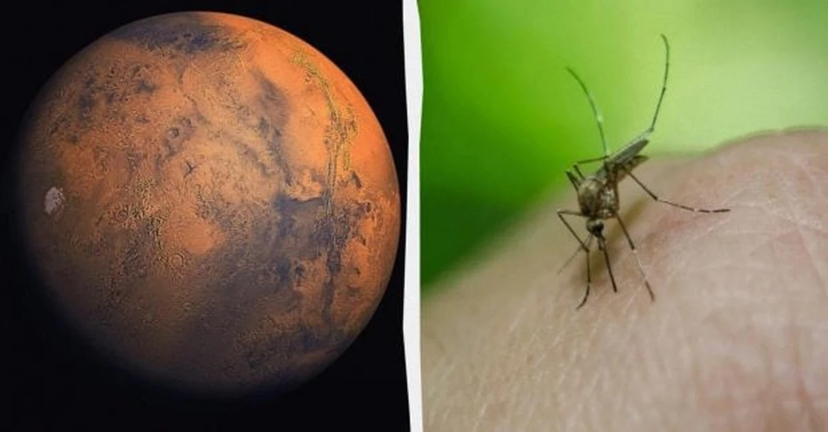Zdjęcia łazików NASA: naukowcy dostrzegli na Marsie formy życia przypominające owady i gady