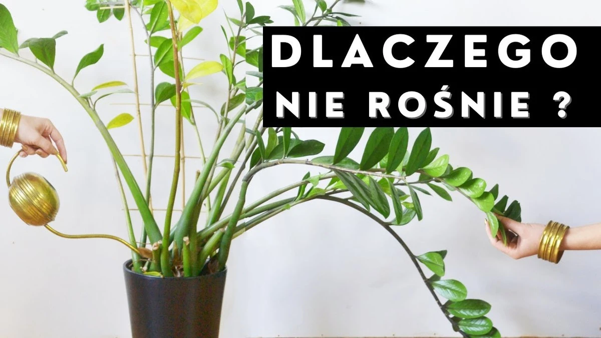 zamiokulkasnier-extra-1.webp Zamiokulkas nie rośnie zimą? Znam sekretną odżywkę z ryżu, która pobudzi Twoje pędy - image 1