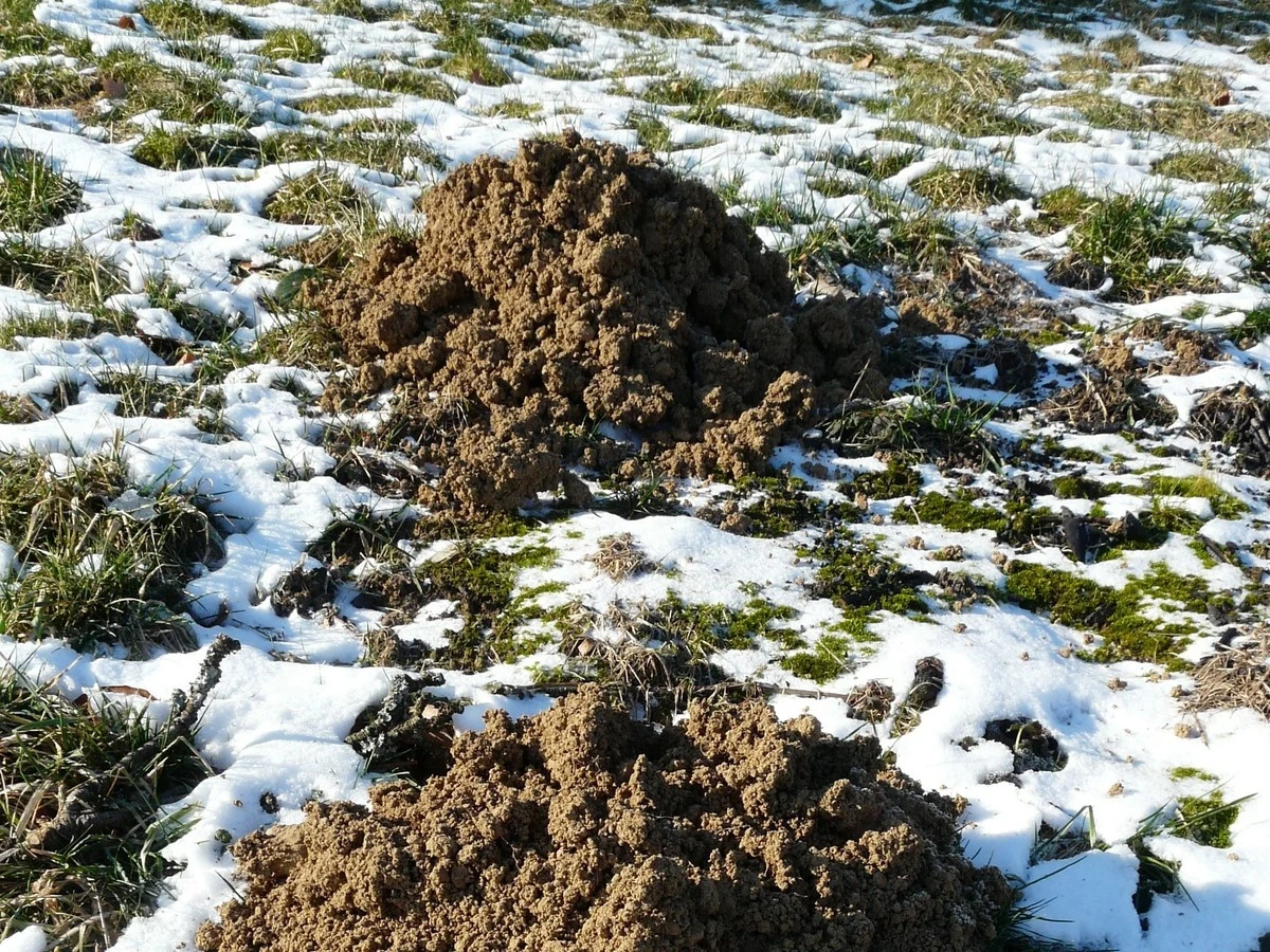 Domowy odstraszacz kreta: Kwaśna mieszanka błyskawicznie rozwiąże Twój problem