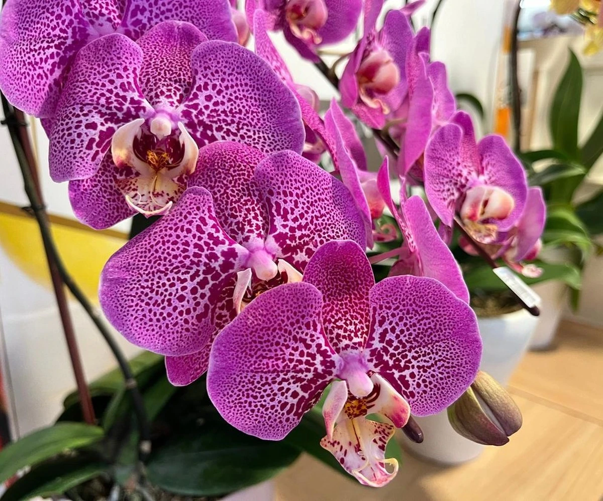 babciazdradziam-extra-1.webp Babcia zdradziła mi sekret na kwitnące orchidee. Teraz wiem, dlaczego jej kwitną cały rok - image 1