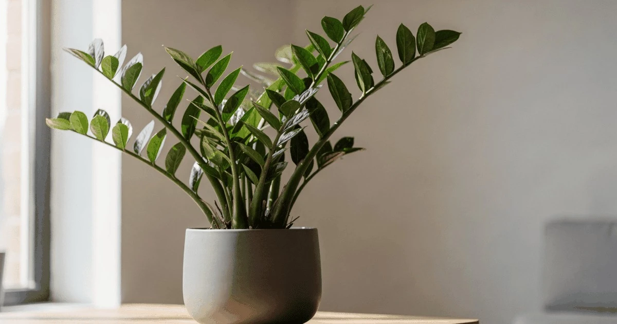 Zamioculcas żółknie? Napraw to fusami z kawy!