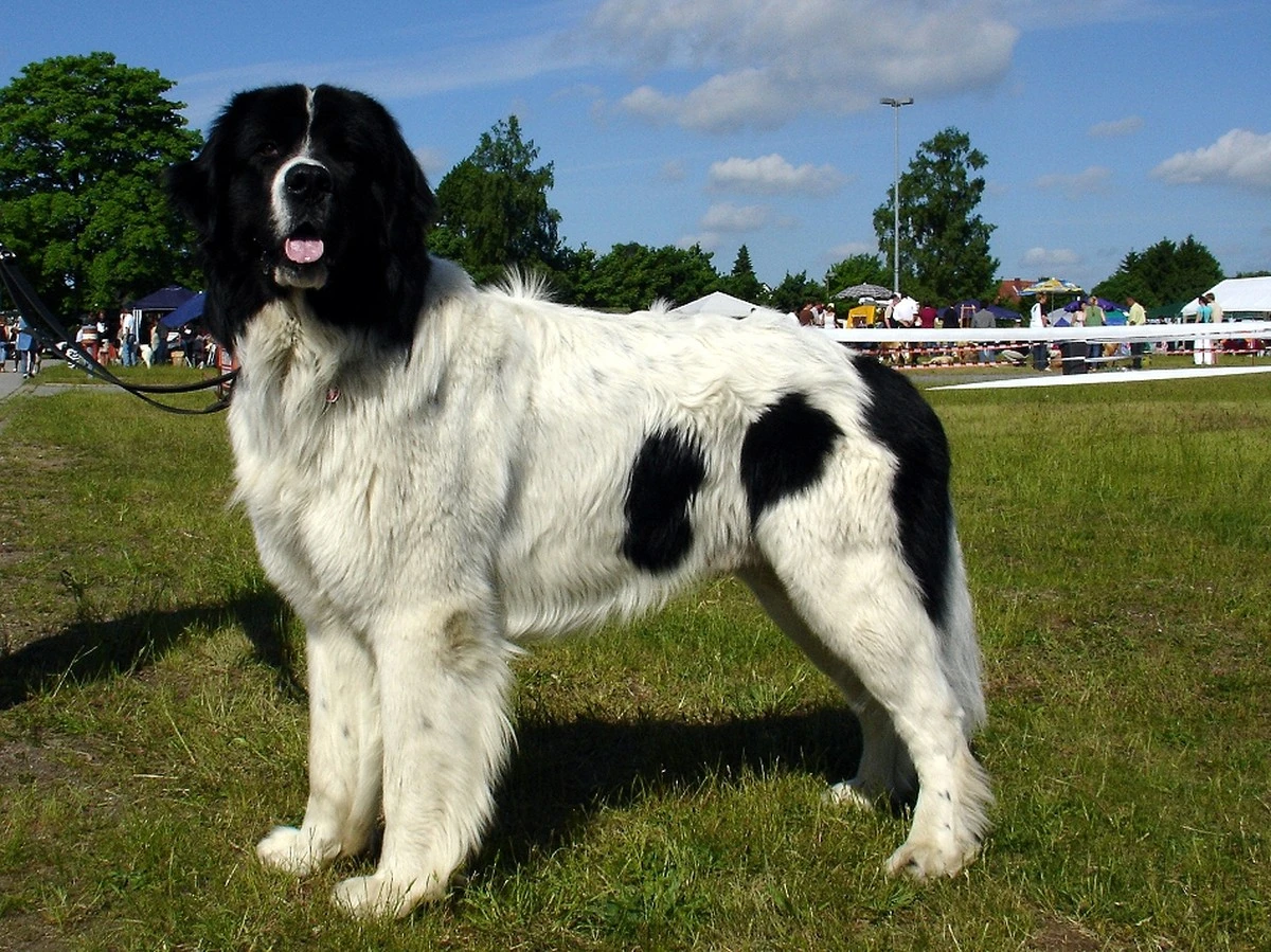 landseerpopolsk-extra-1.webp Landseer po polsku: Uroczy olbrzym czy łobuz, gdy zostaje sam? - image 1